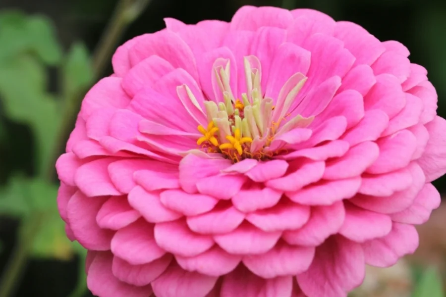 "Flowers are the paintbox of garden design, and they can create a sense of peace and simplicity." - Bunny Mellon, An Oak Spring Flora , 1997