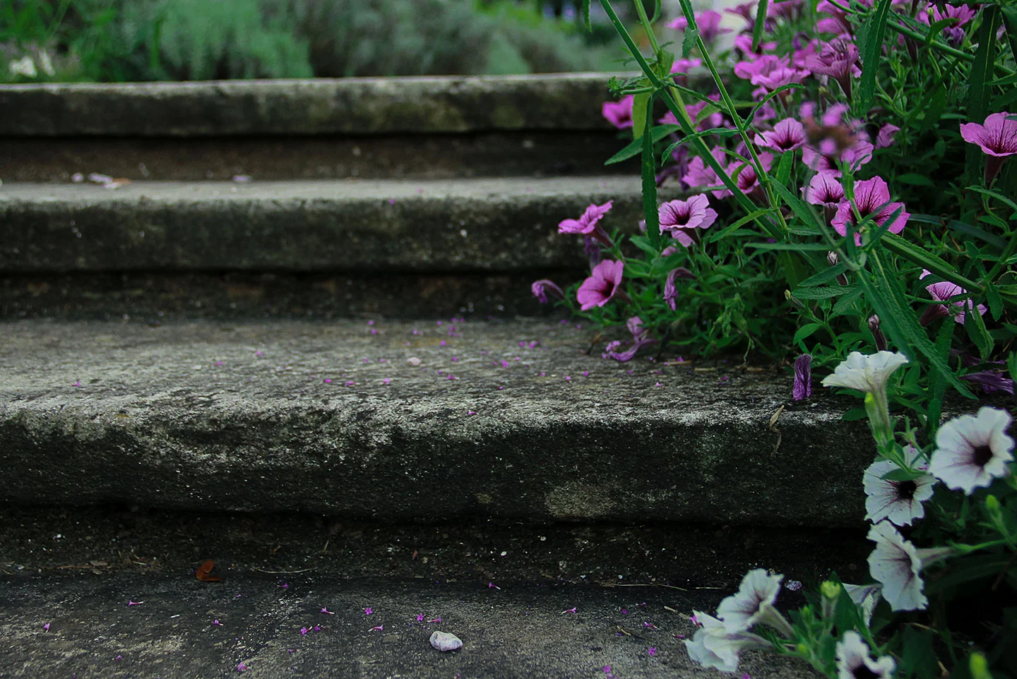FlowersStepsGarden.jpg