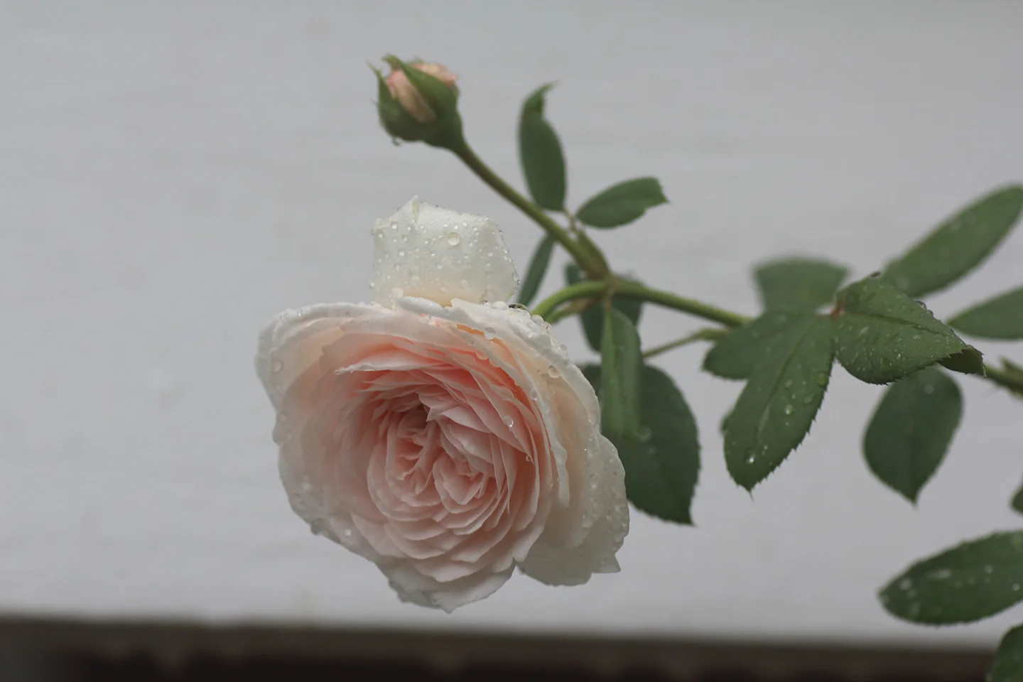 RainyRose.jpg