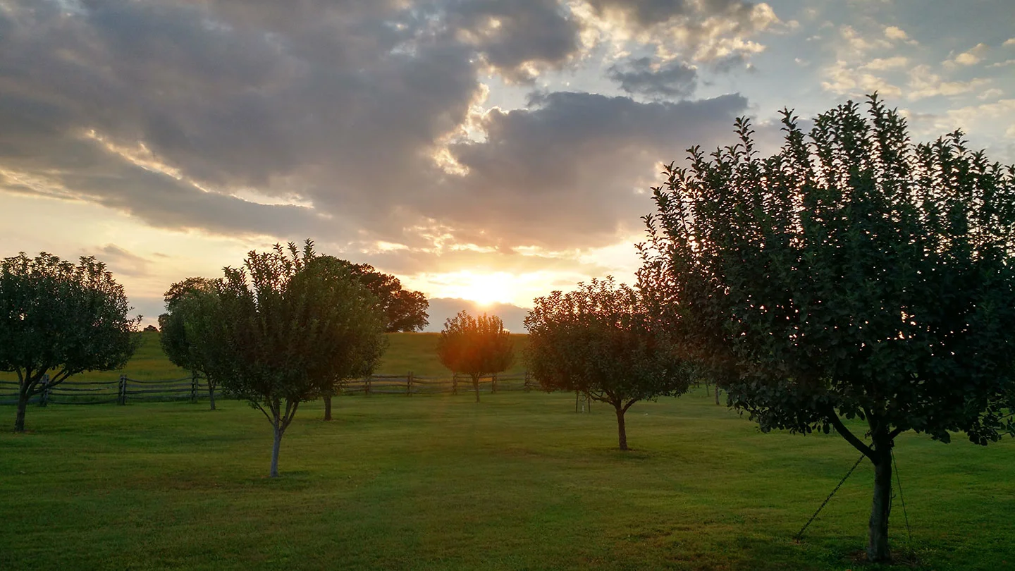 OrchardSunset.jpg
