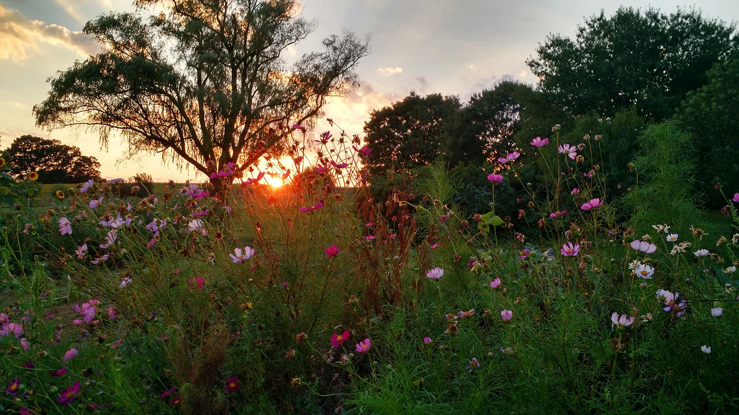 FarmFlowersSunset.jpg
