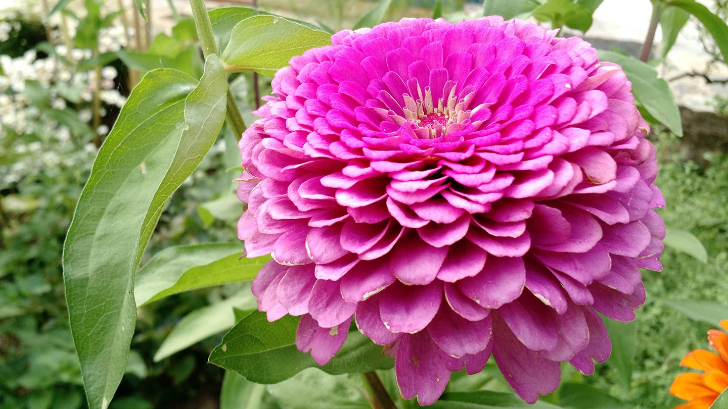 PinkDahlia.jpg