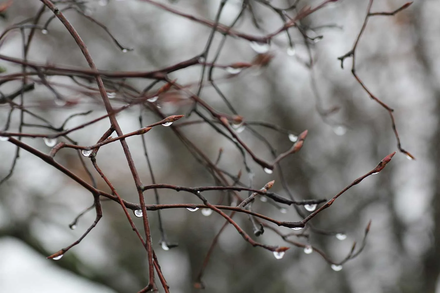 Winter-9.jpg