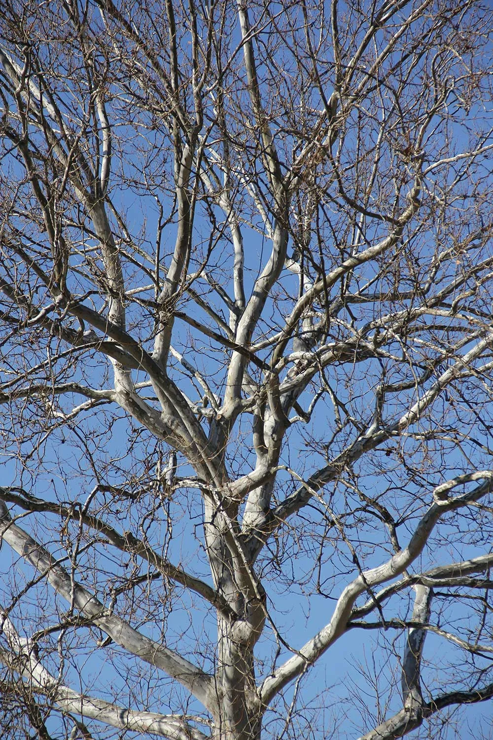 Winter-15.jpg