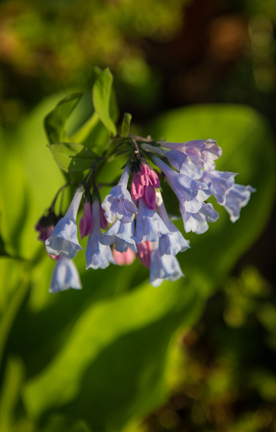  Virginia bluebells ( Mertensia virginica )  Image by Michael Gaige 