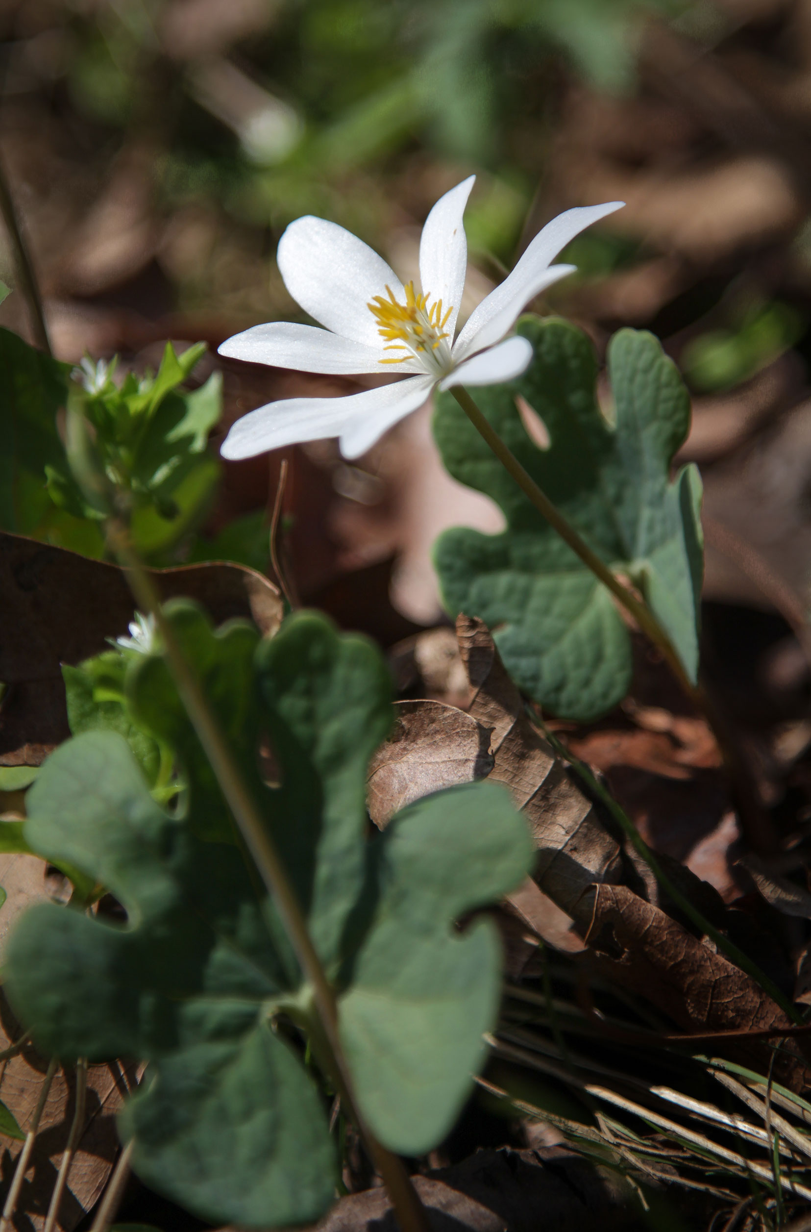  Bloodroot ( Sanguinaria canadensis)   Image by Michael Gaige 