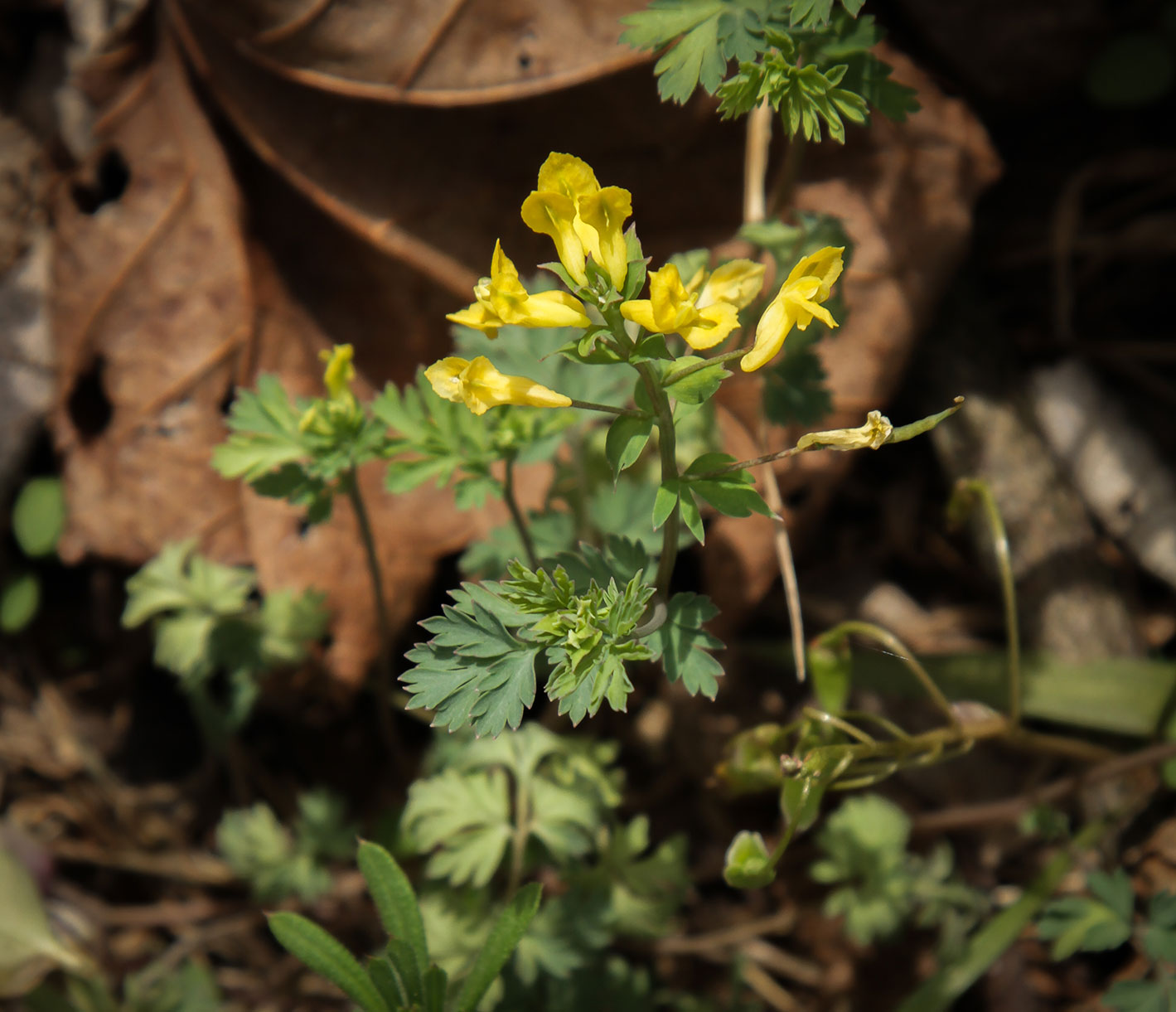  Yellow Corydalis ( Corydalis flavula)   Image by Michael Gaige 