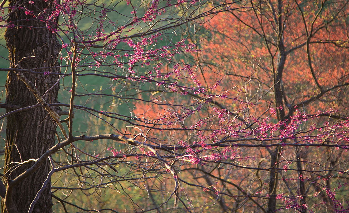  Eastern redbud ( Cercis candensis ) and red maple ( Acer rubrum)   Image by Michael Gaige 