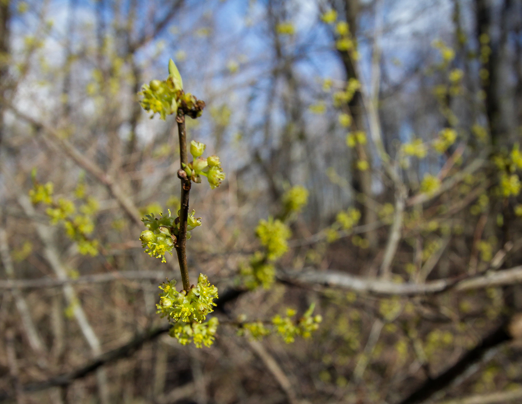  Spicebush ( Lindera benzoin )  Image by Michael Gaige 