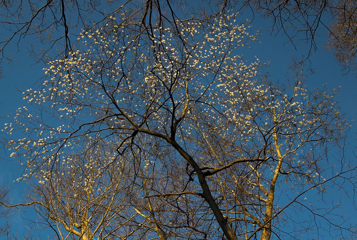  Serviceberry ( Amelanchier )  Image by Michael Gaige 