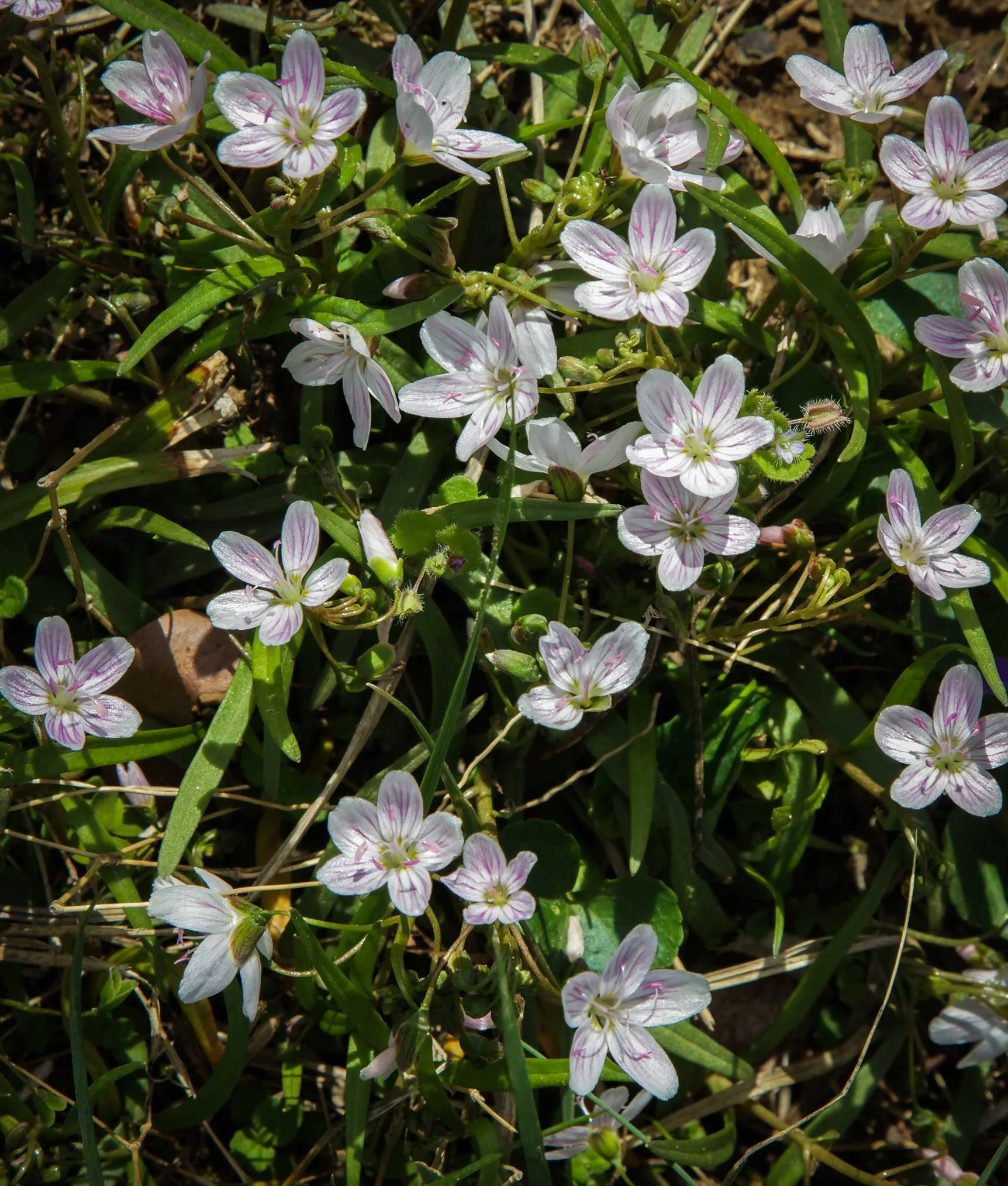 Spring beauties ( Claytonia virginica ) Image by Michael Gaige