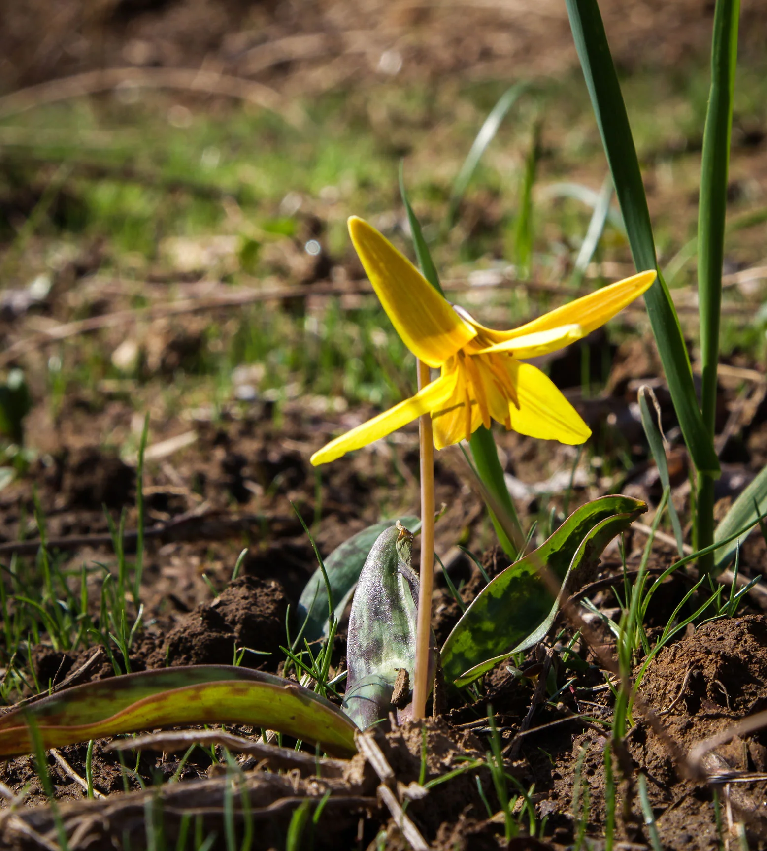 Beaked trout lily ( Erythronium americanum ) Image by Michael Gaige