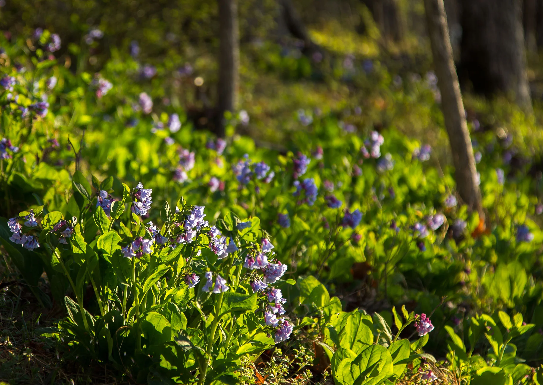 Virginia bluebells ( Mertensia virginica ) Image by Michael Gaige