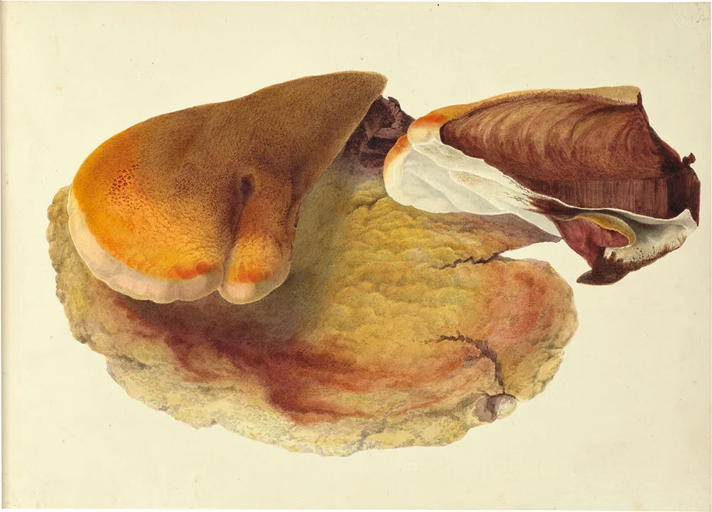 Polyporus