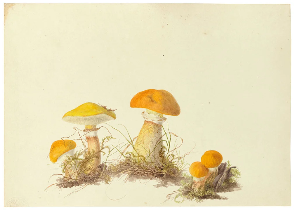 Boletus elegans , now known as Suillus grevillei