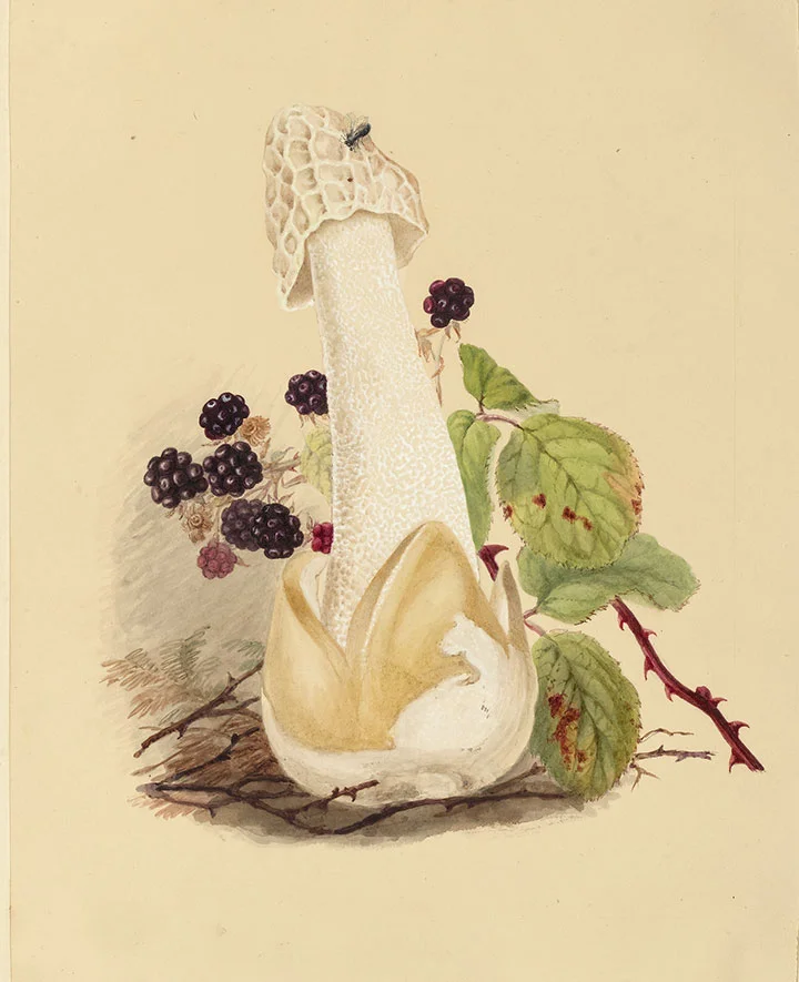 Phallus impudicus