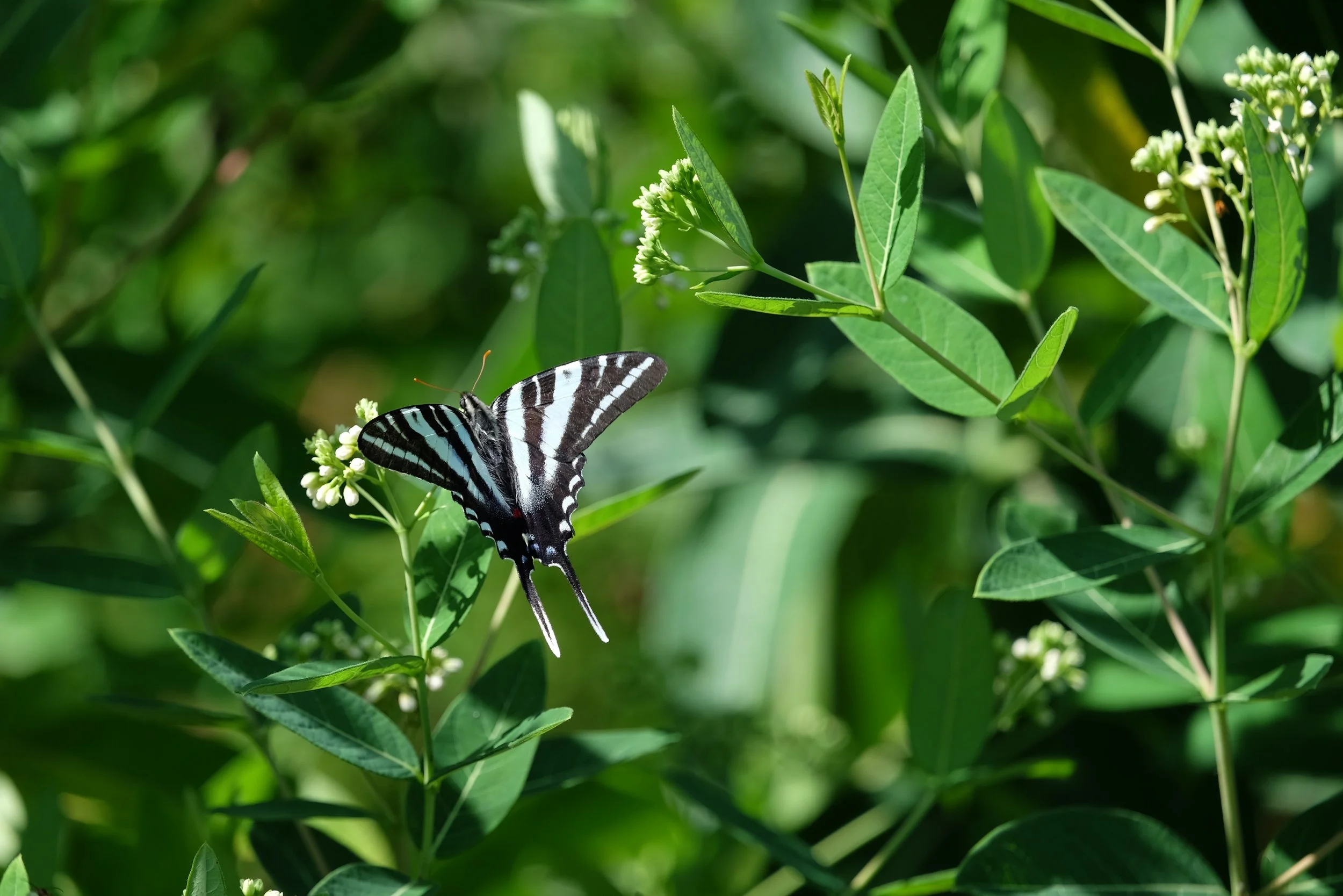 Protecting Native Pollinators