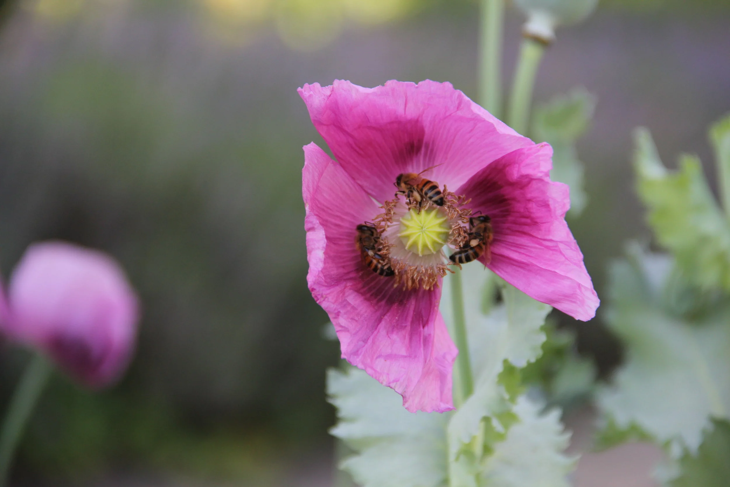 Three European honey bees on an opium poppy.