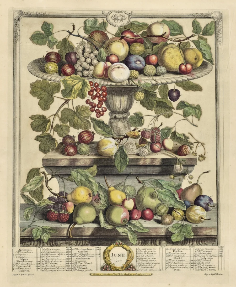 A plate from Robert Furber's The Flower Garden Display'd .