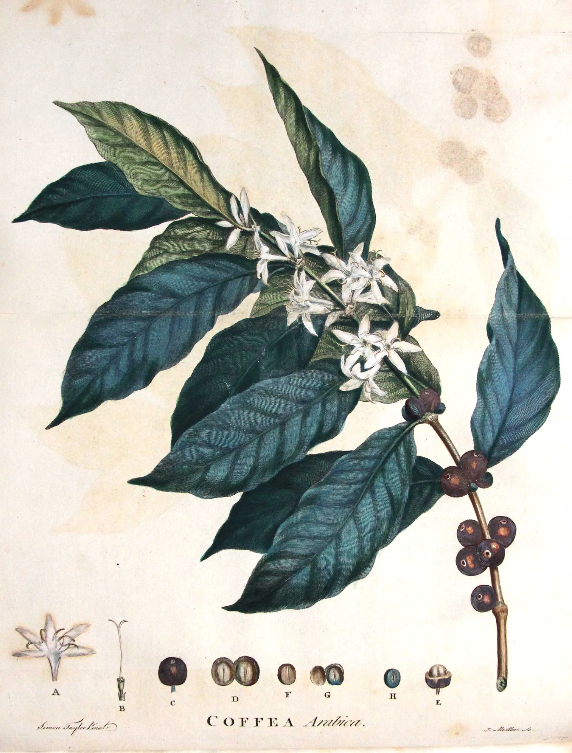 From John Ellis' An Historical Account of Coffee.