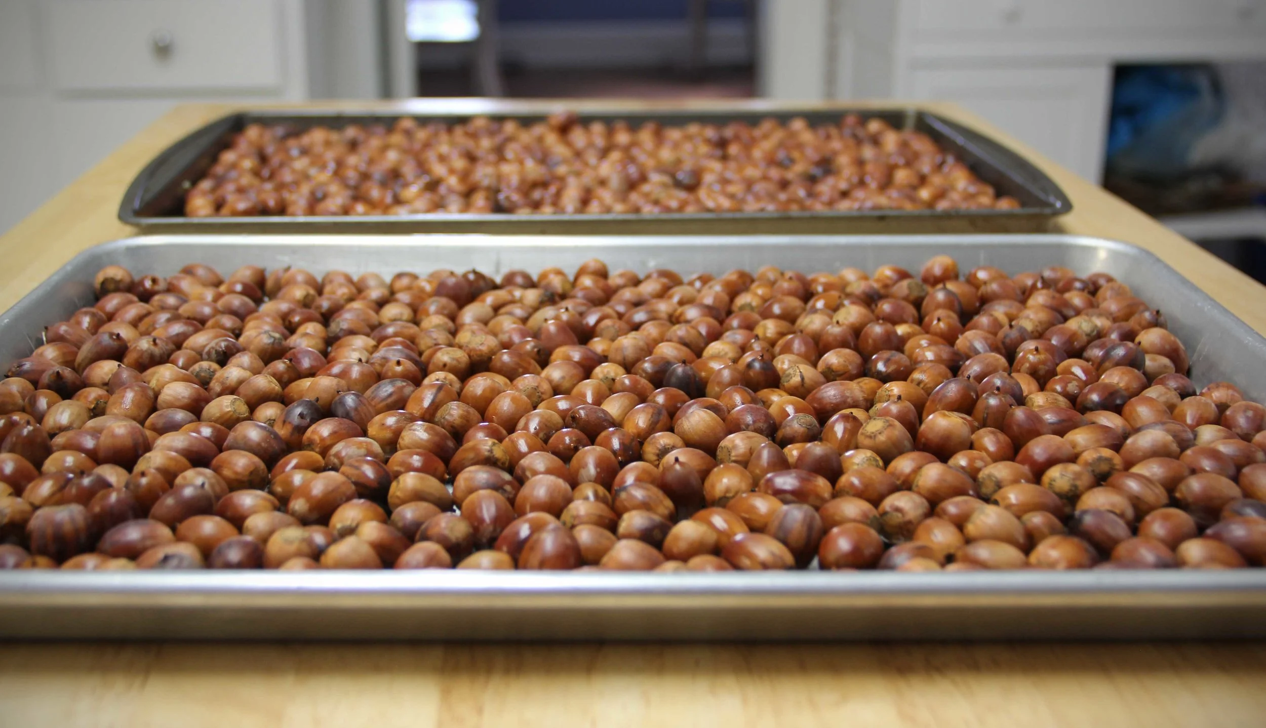 Eating Acorns
