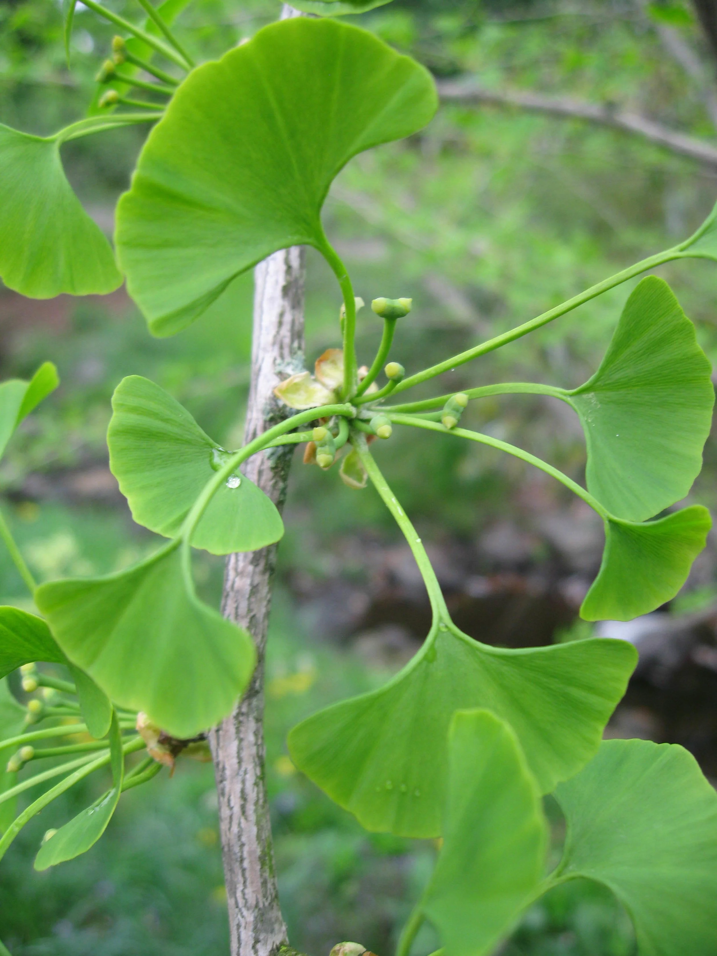 A female ginkgo in spring, identifiable by the ovules which will develop into stinky seeds.