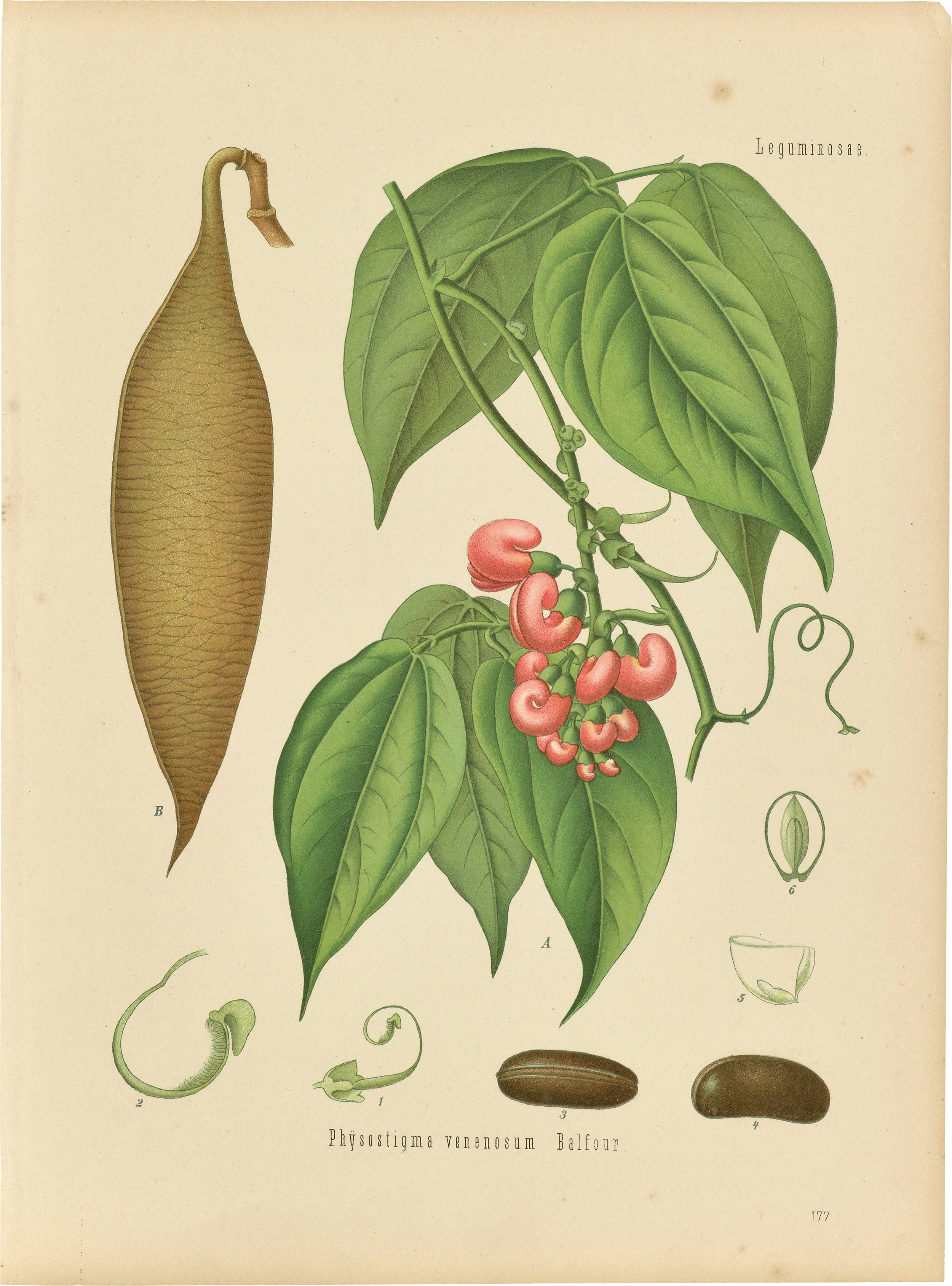 An illustration from Köhler's Medicinal Plants , 1887, housed in the Oak Spring Garden Library