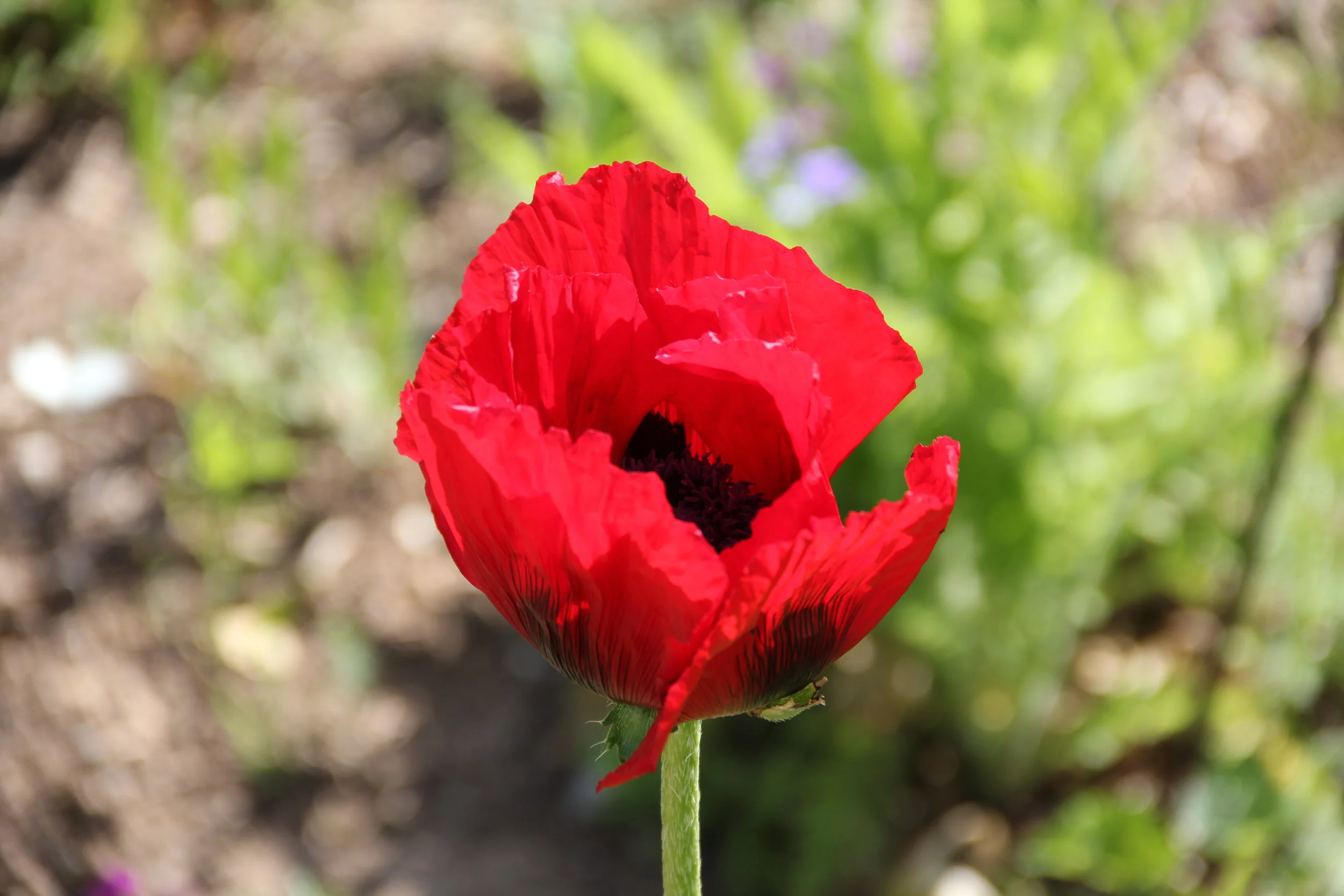 Healing the Wounds of War