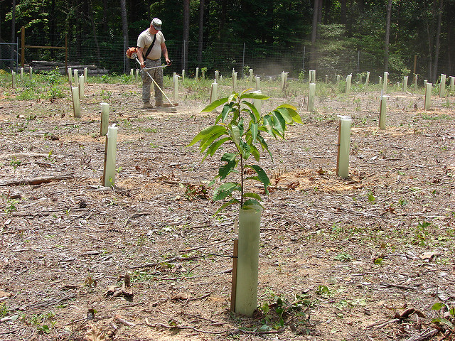 Photo of an American Chestnut seedling from the U.S. Army Environmental Command