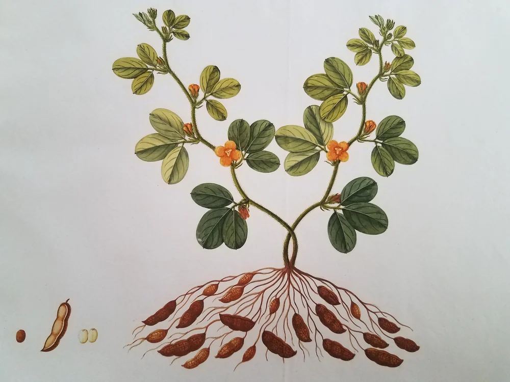 Oak Spring Garden Foundation - More Than Peanuts: Revisiting The Work And  Legacy Of George Washington Carver