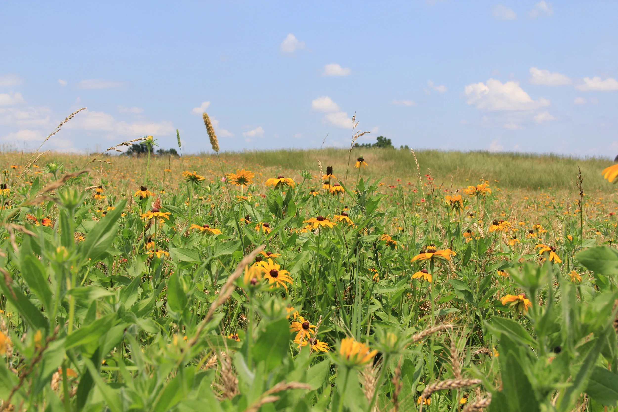 Working with Nature: Using Native Plants in Ecological Landscape Design