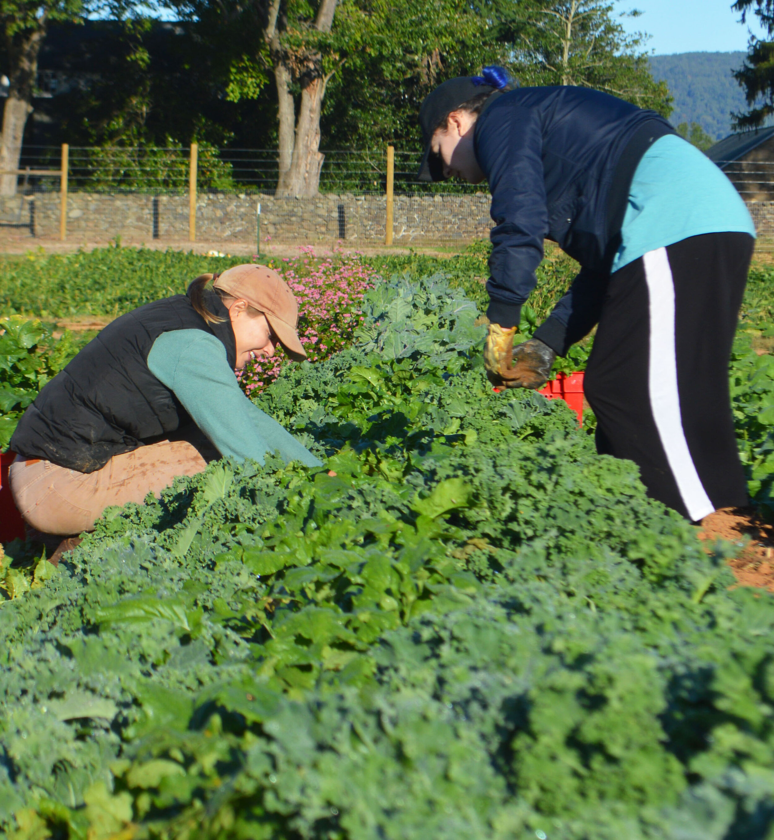 The BCCF harvesting greens this fall.