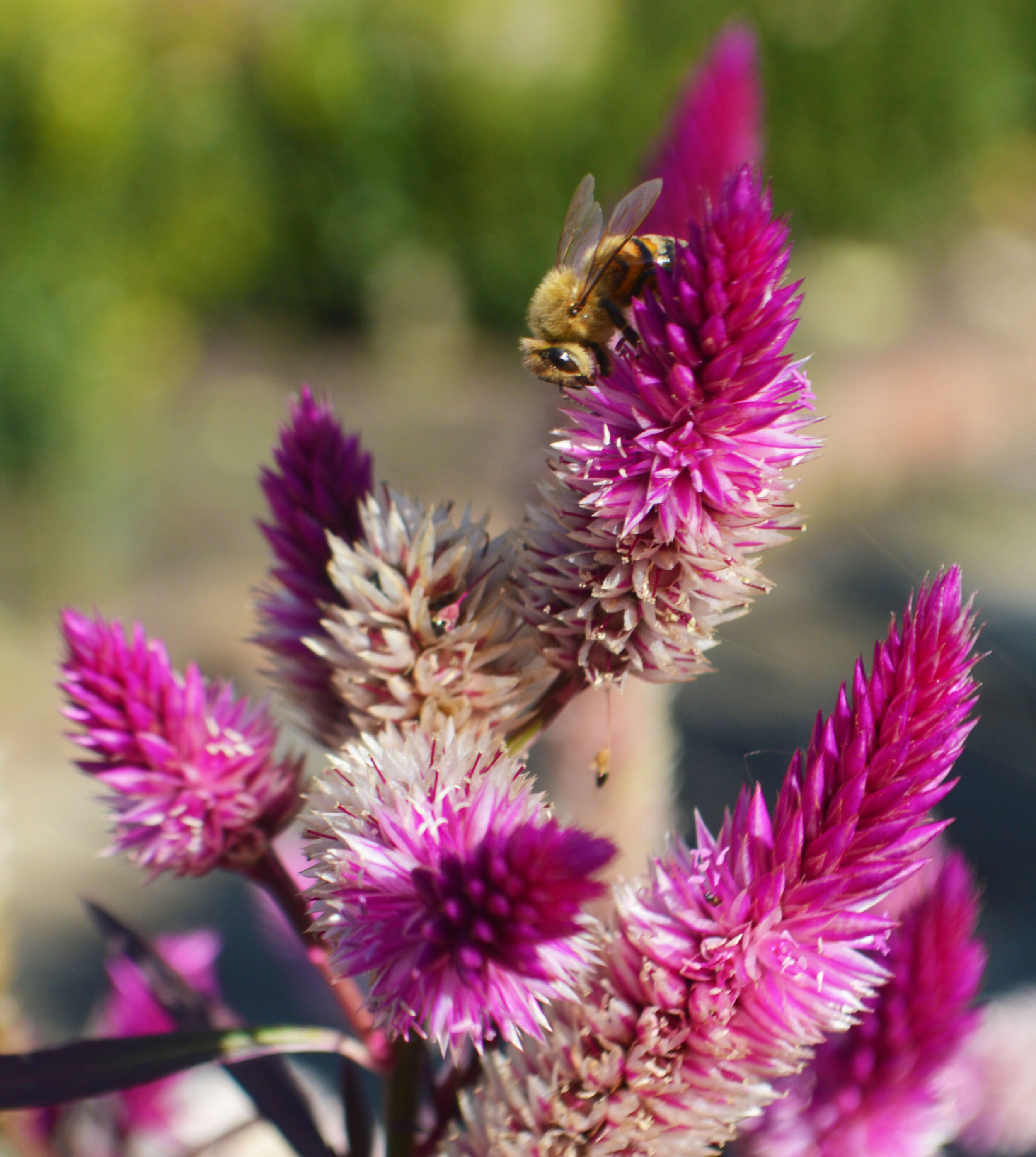  Flowers like celosia bloom throughout the fall (and pollinators like them too!)  