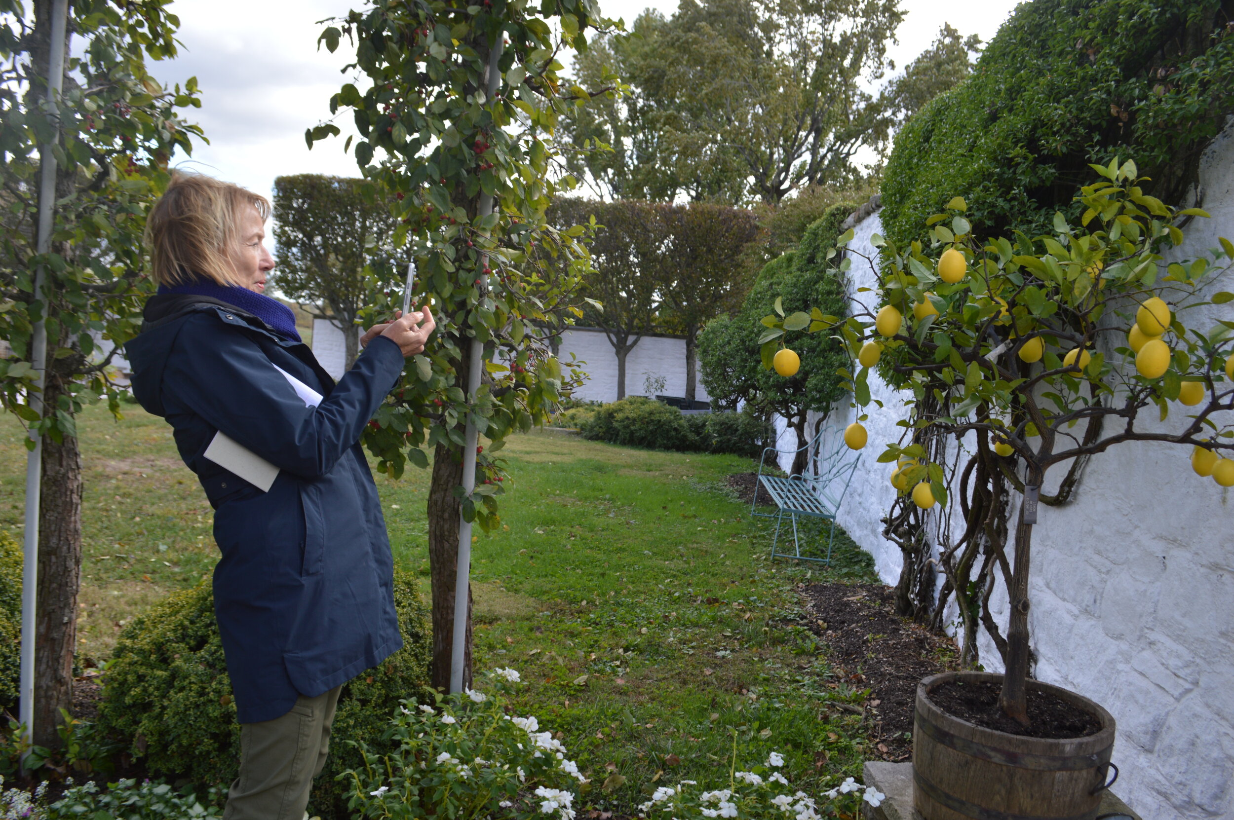  Judy snaps a picture of a lemon tree, one of the tropical plants that will be moved into the glass house before winter. Judy said her favorite thing about working in Bunny Mellon’s garden is “the joy that I feel about the spaces she created - they’r