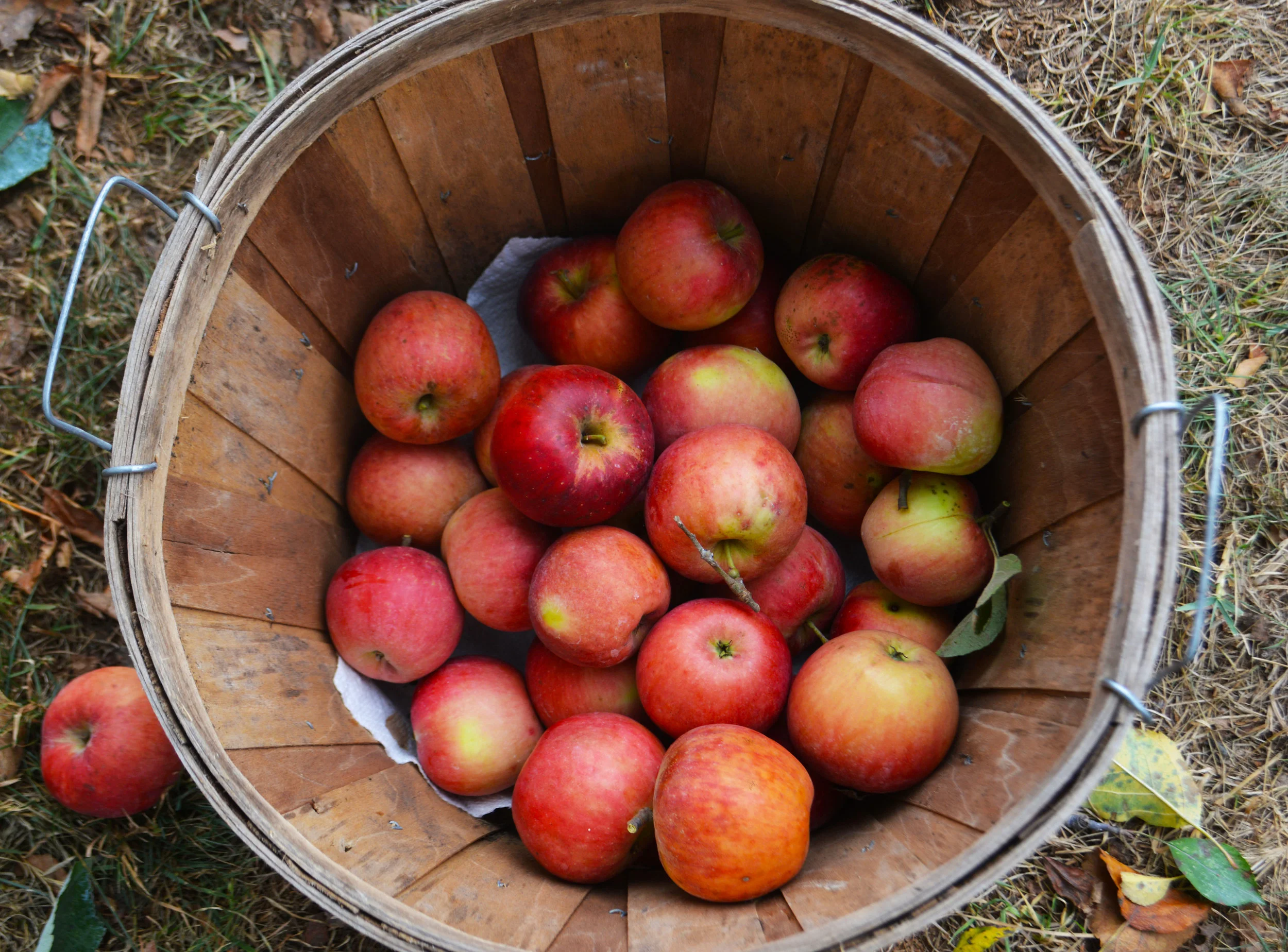 All about apples