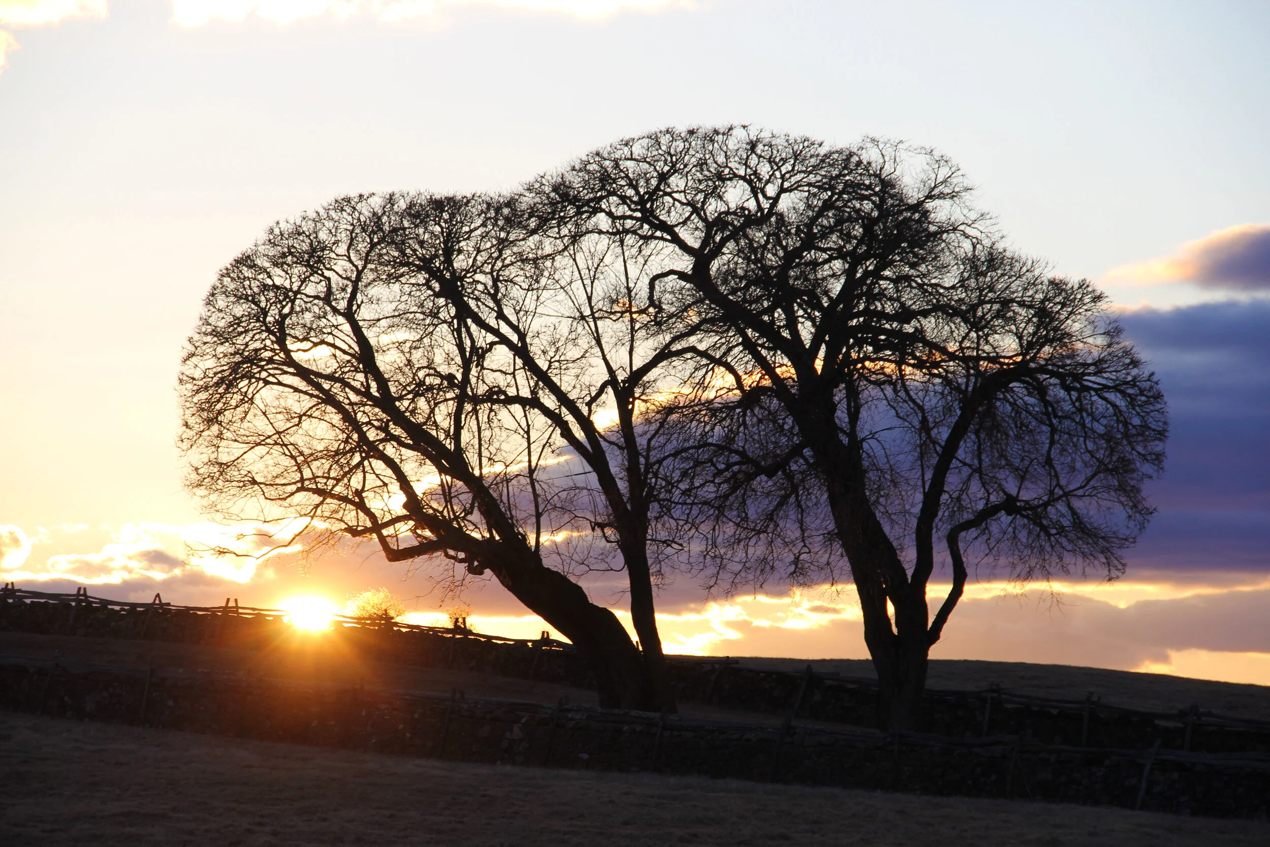 Plants of the Winter Solstice