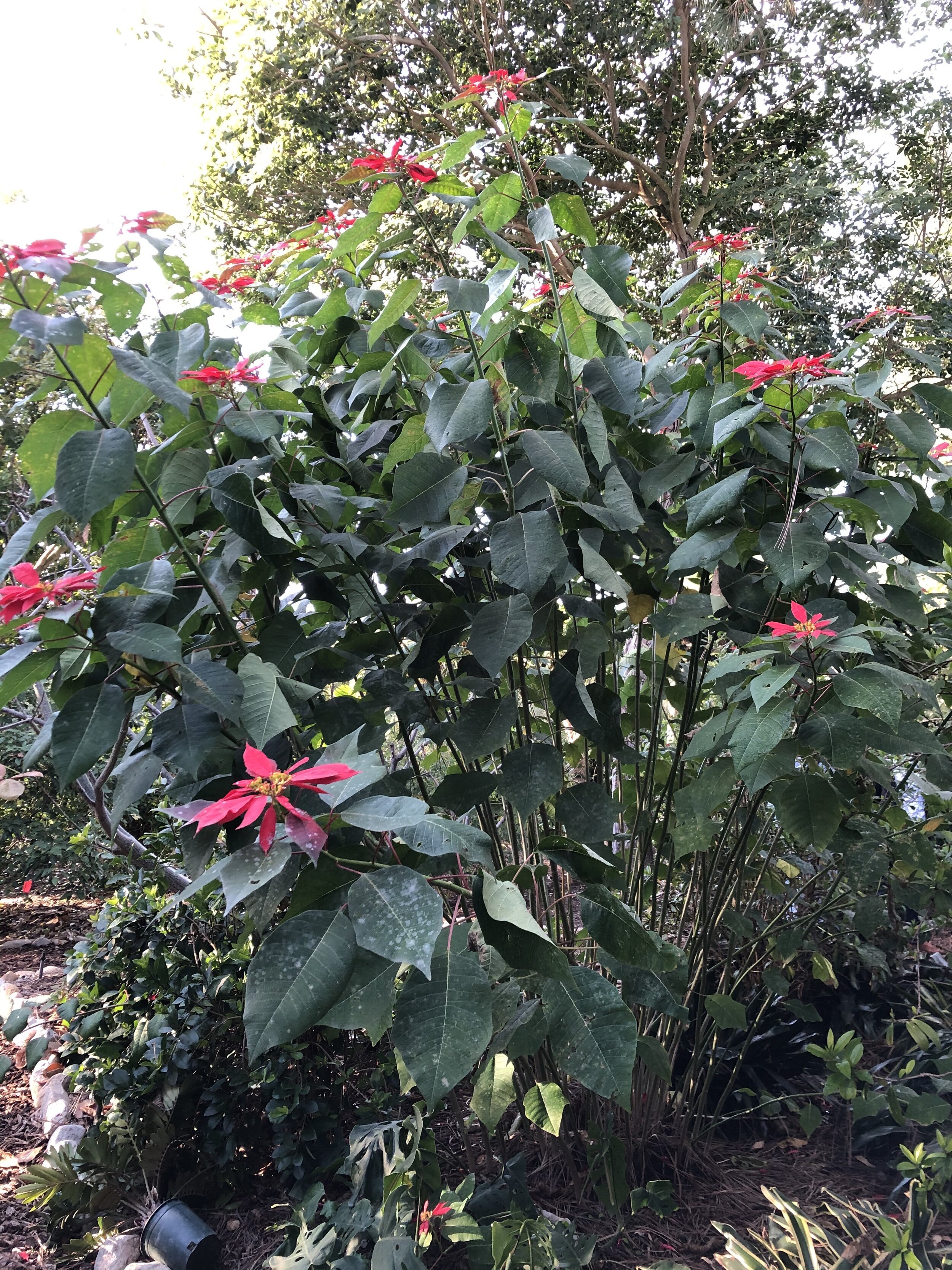Poinsetta (Euphorbia pulcherrima)
