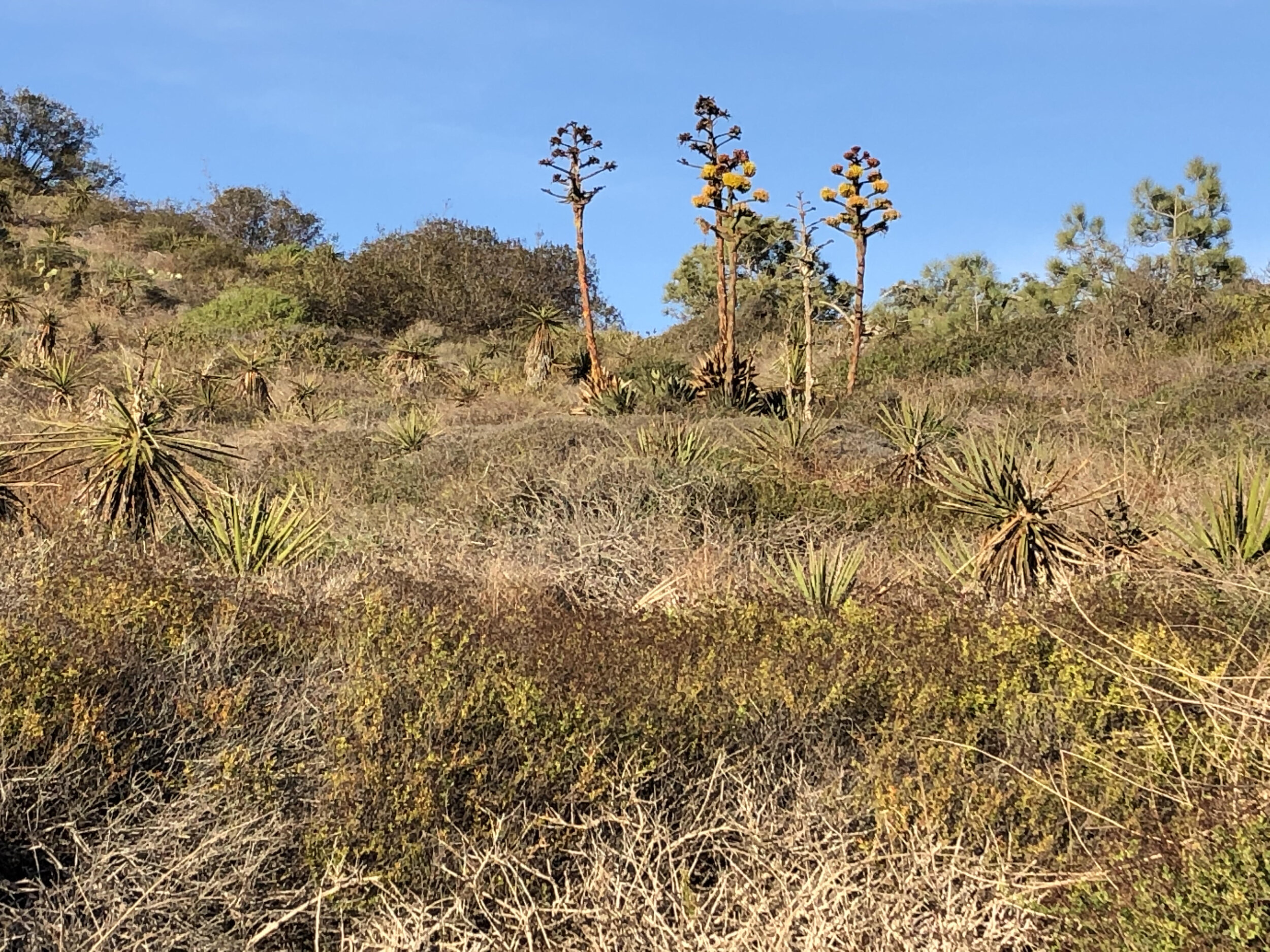 Coastal sage scrub at Torrey Pines State Reserve with Shaw's Agave (Agave shawii), Mojave Yucca (Yucca schidigera)&nbsp;and Torrey Pines (Pinus torreyana).