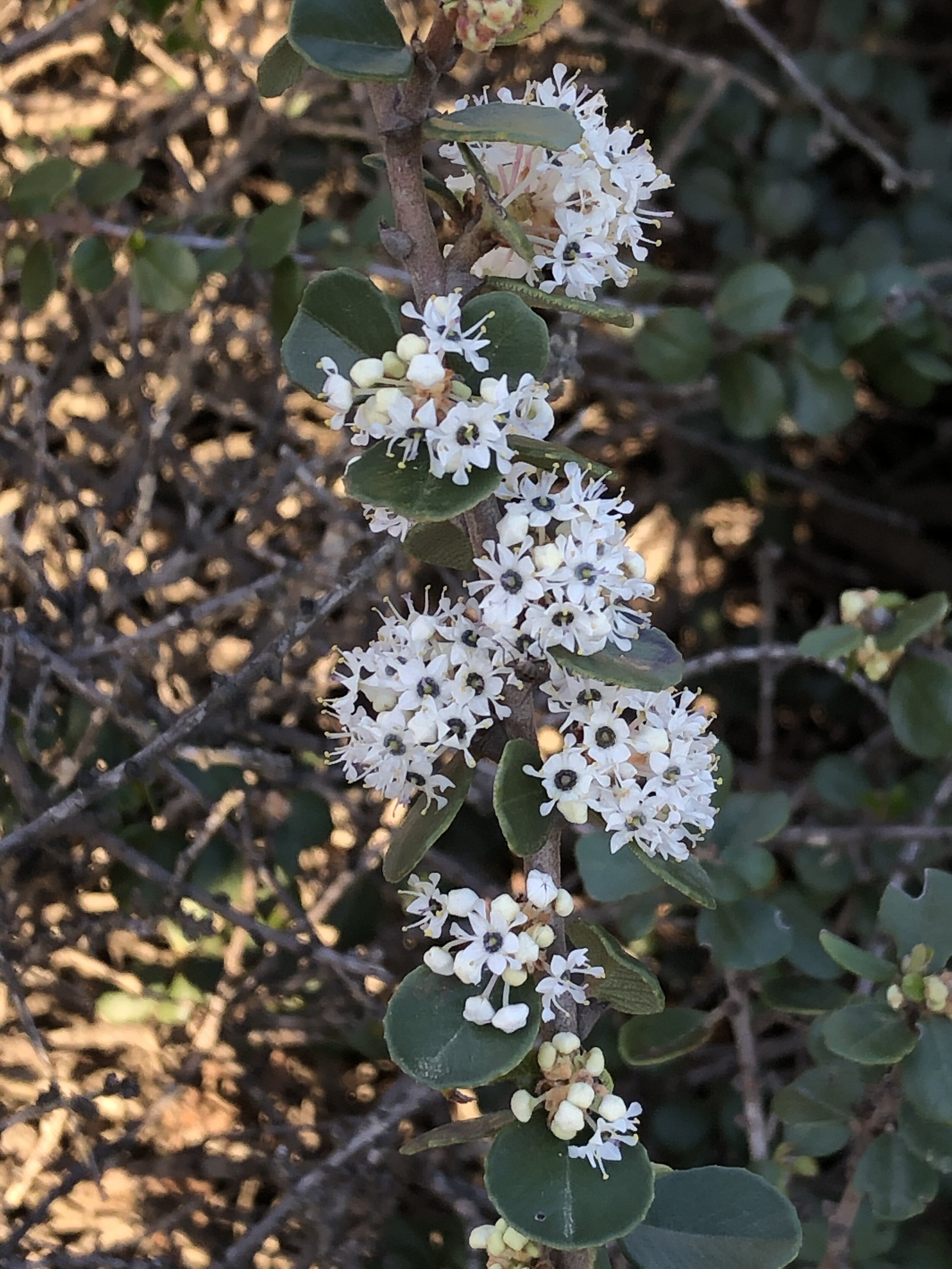 Wart Stemmed Ceanothus (Ceanothus verrucosus)