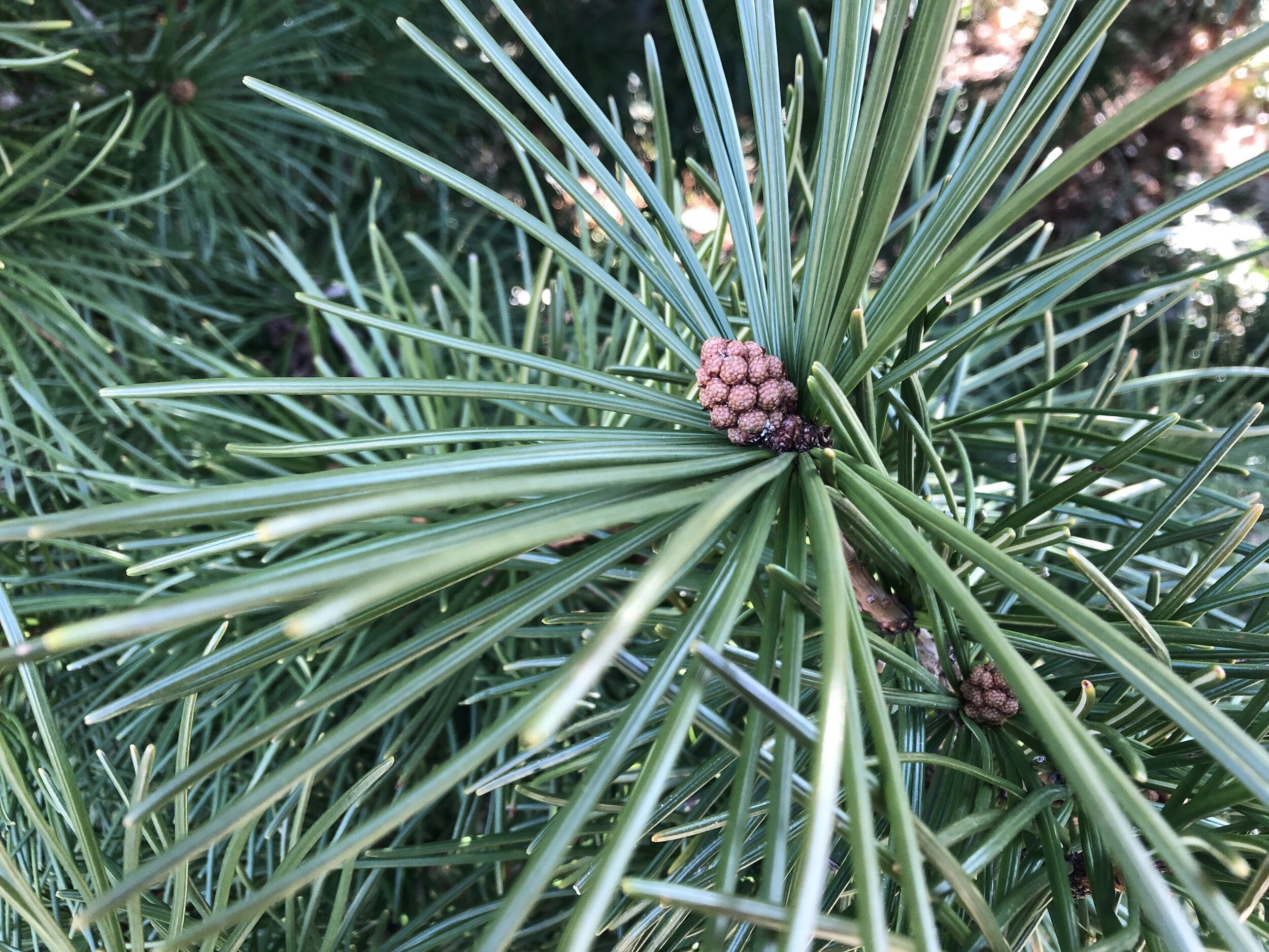 other pine 2.jpg