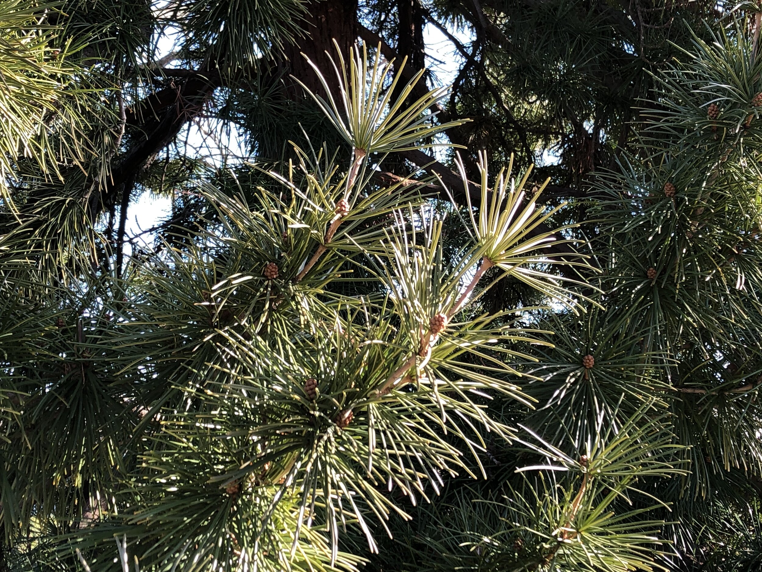 other pine 3.jpg