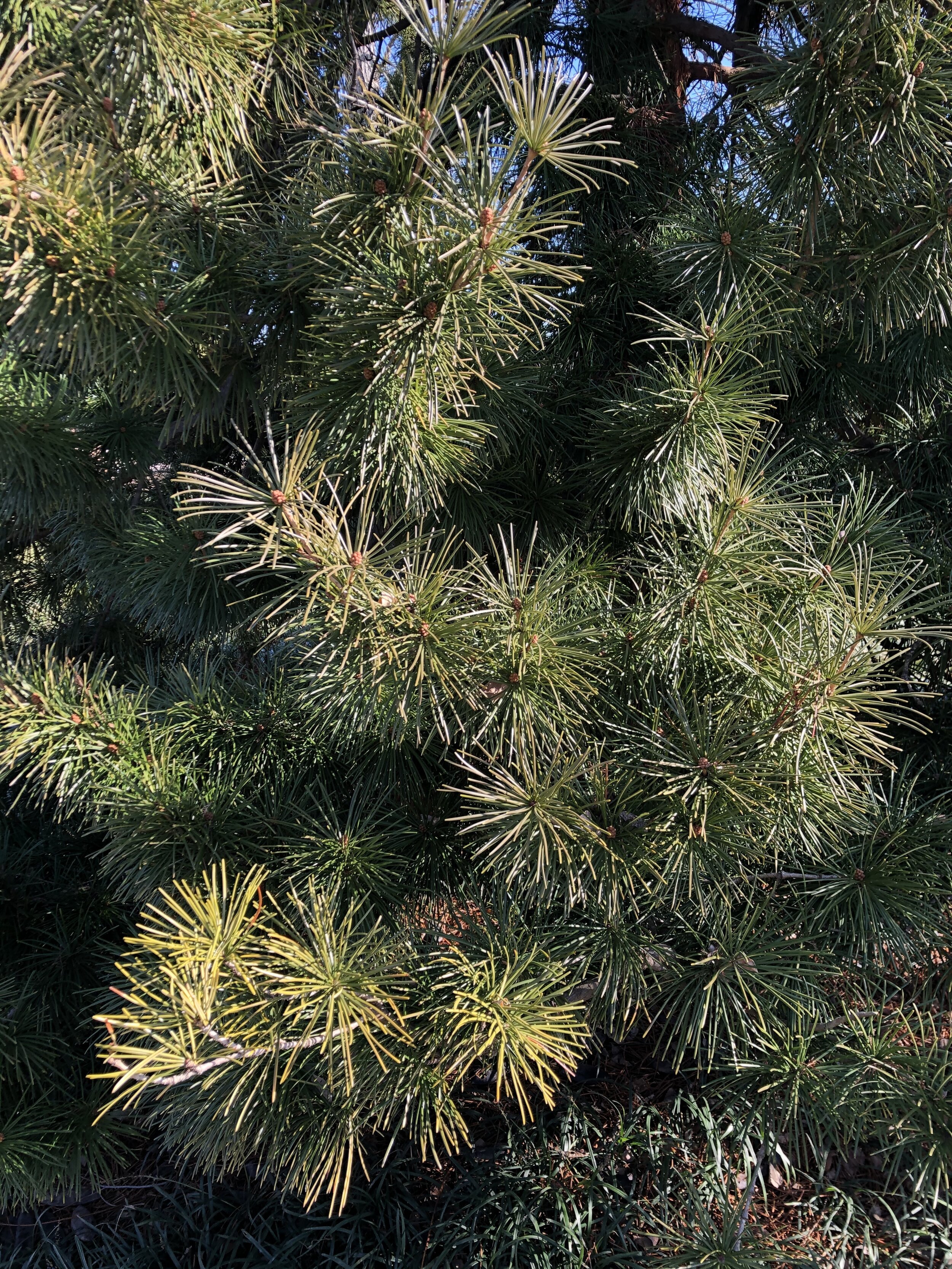 other pine 4.jpg