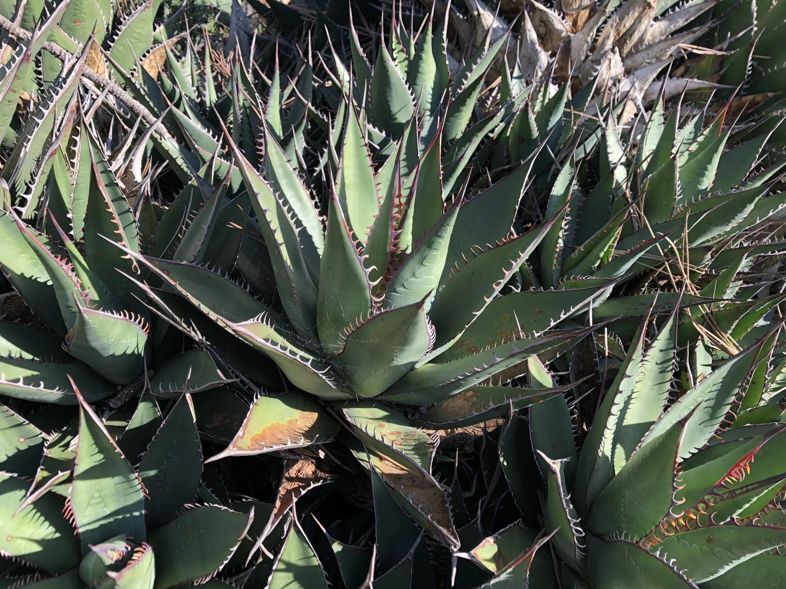Torrey Pines State Reserve | January 2020