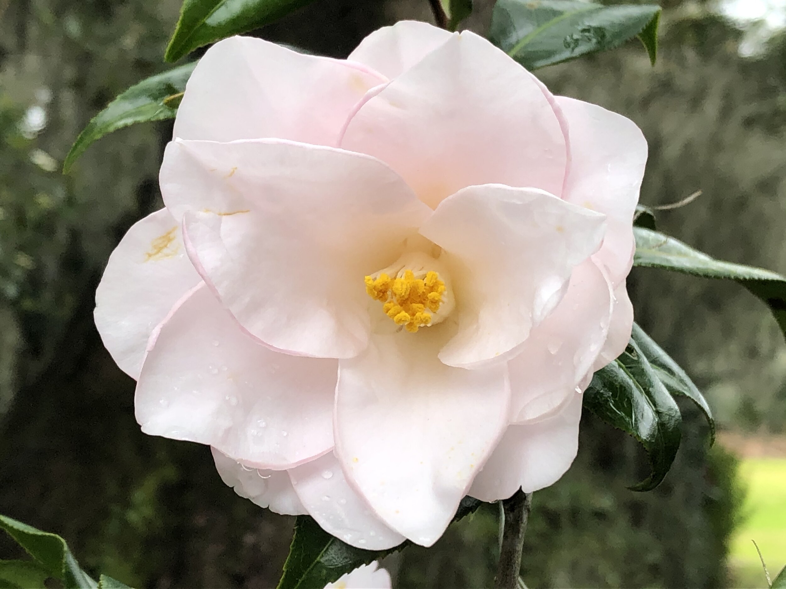  Varieties of Camellia flowering at the Middleton Plantation near Charleston, South Carolina, in February 2020. There are records of Camellia cultivation in China from the fifth century, and the first western encounters were by Andreas Cleyer and Eng
