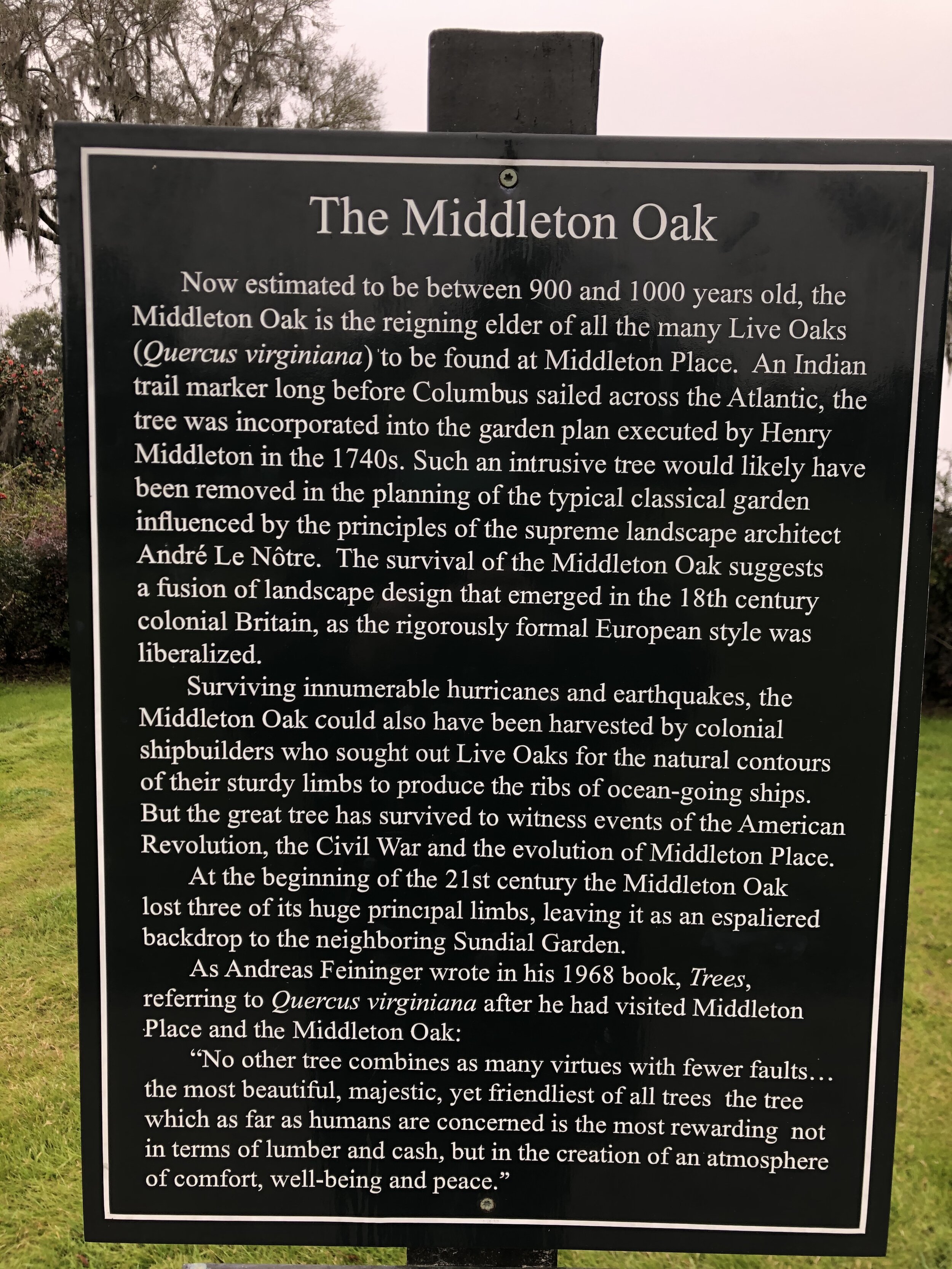 middletown oak 2.jpg
