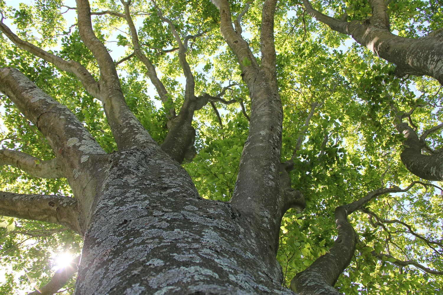 Oak Spring Garden Foundation - Plant Conservation Fellowship
