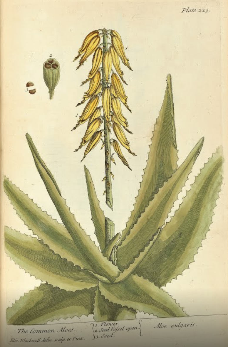 “The Common Aloe”