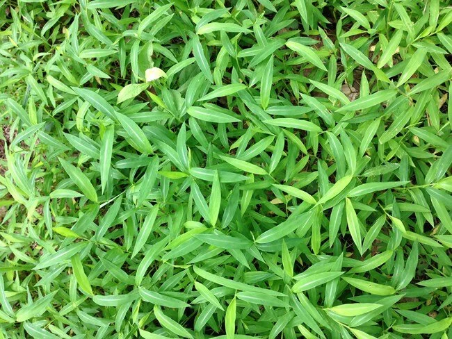  Invasive Plant Species Awareness