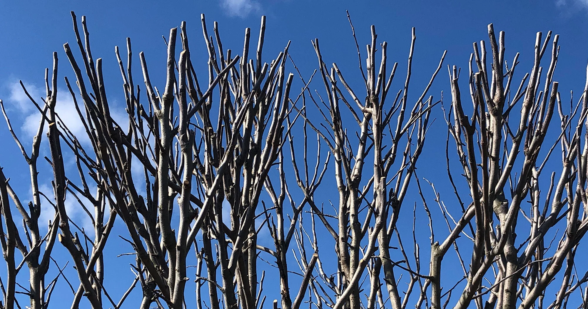 February Newsletter