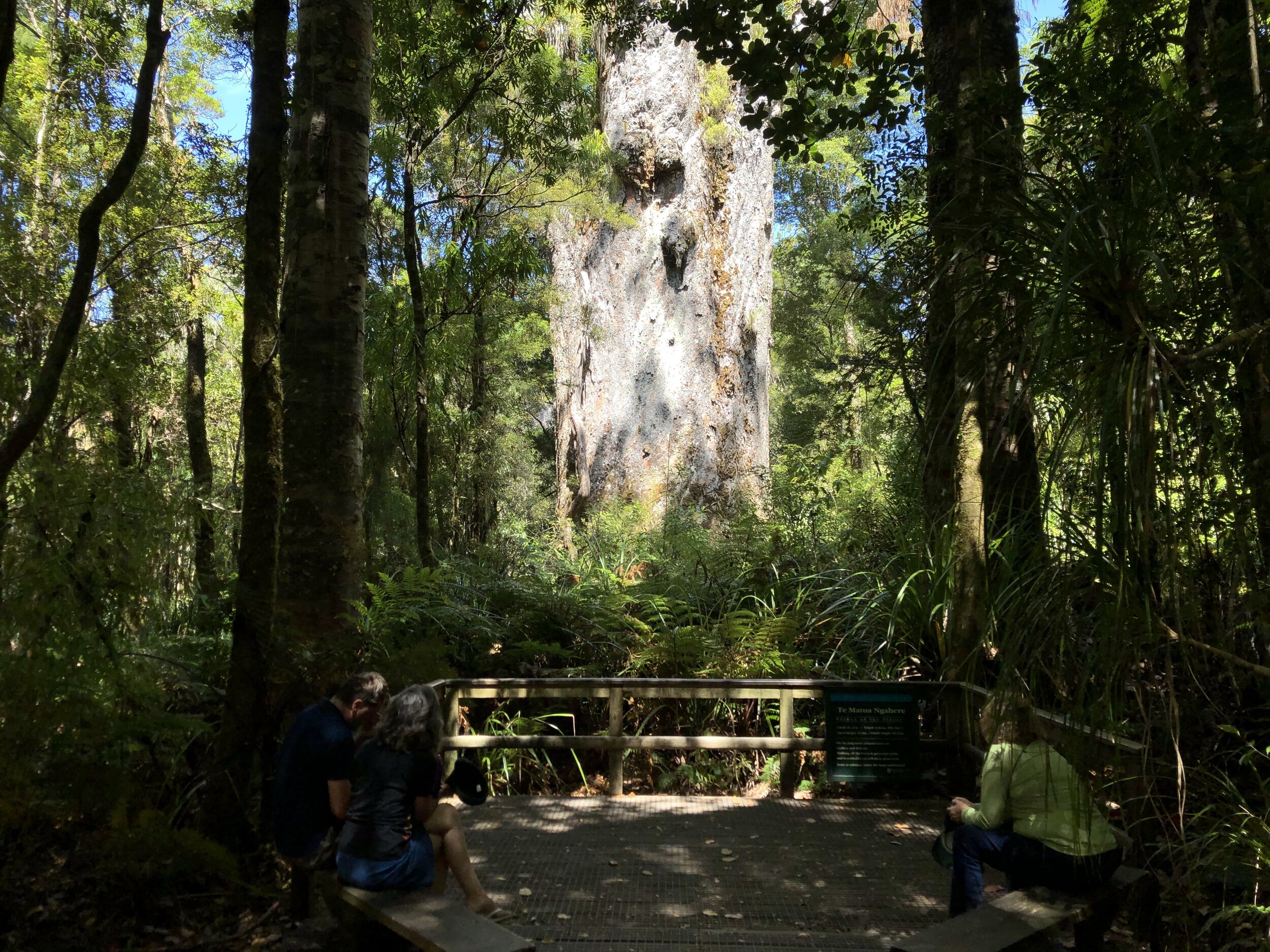  Te Matua Ngahere, “Father of the Forest” in the Maori language, the smaller of the two most famous specimens, has massive girth of 16.41 m (53.8 ft), with a trunk height of 10.21 m (34.5 ft) and a total height of 29.9 m (98.1 ft). The trunk volume i